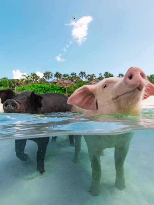 Two pigs swimming in the ocean