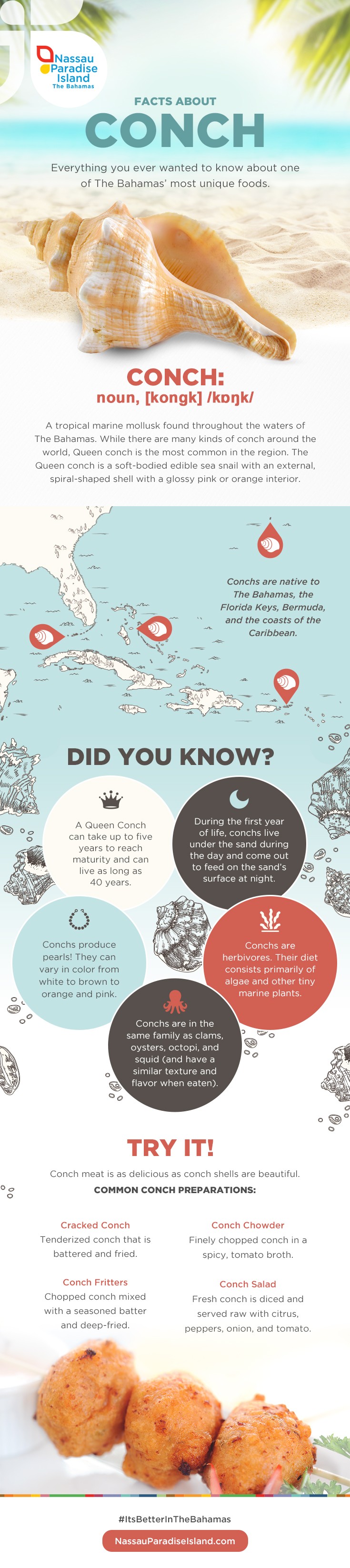 Infographic: Facts About Conch