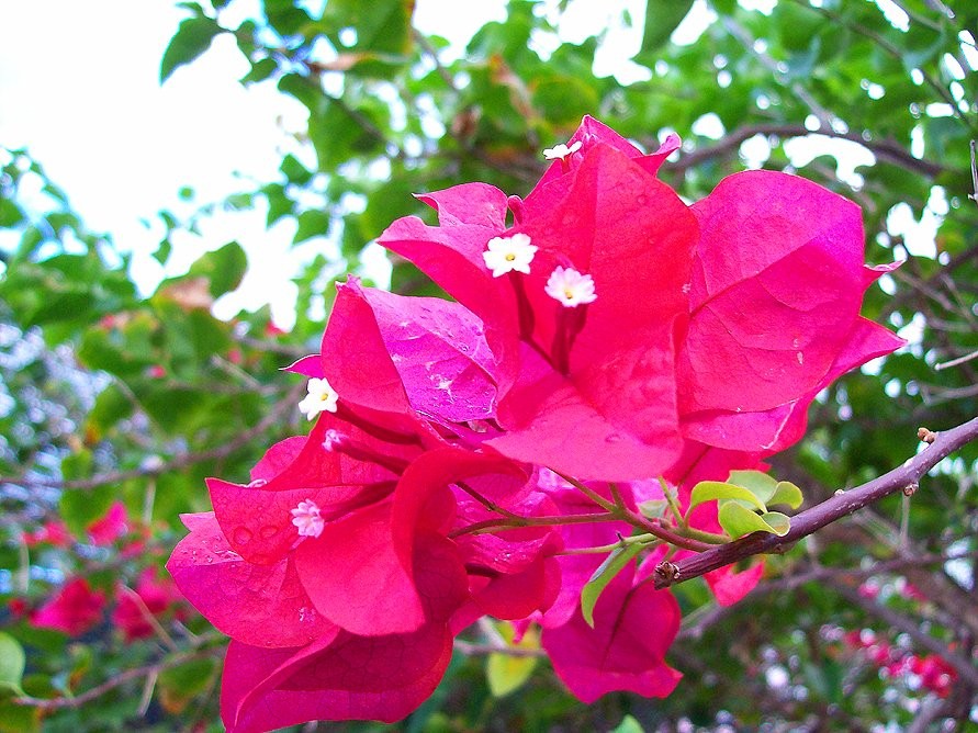 A beautiful Bougainvillea bloom in Nassau, Bahamas