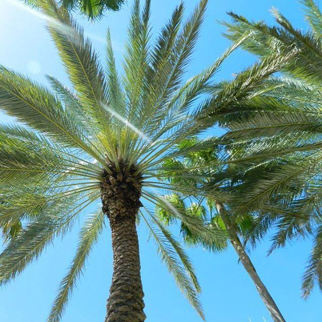 Tropical palm trees in Nassau Paradise Island 