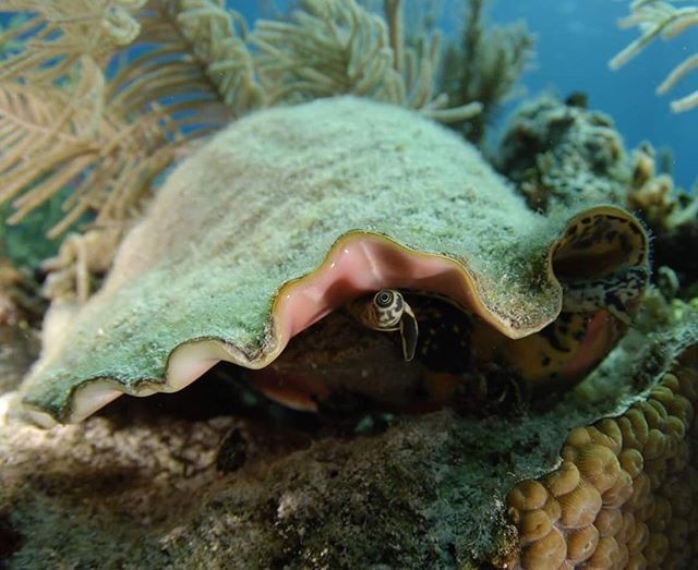 Conch underwater