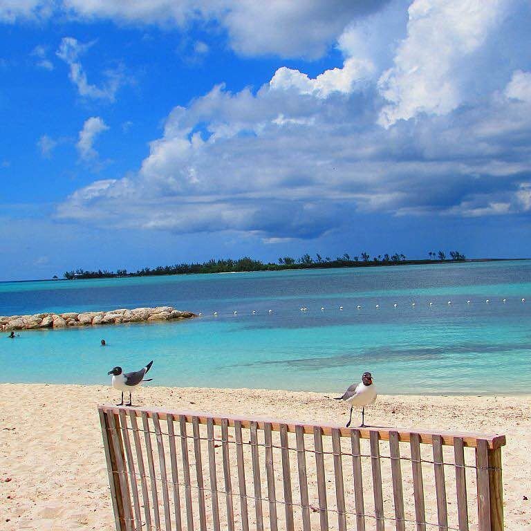 Sea birds, turquoise water, and white sand at Saunders Beach in The Bahamas.