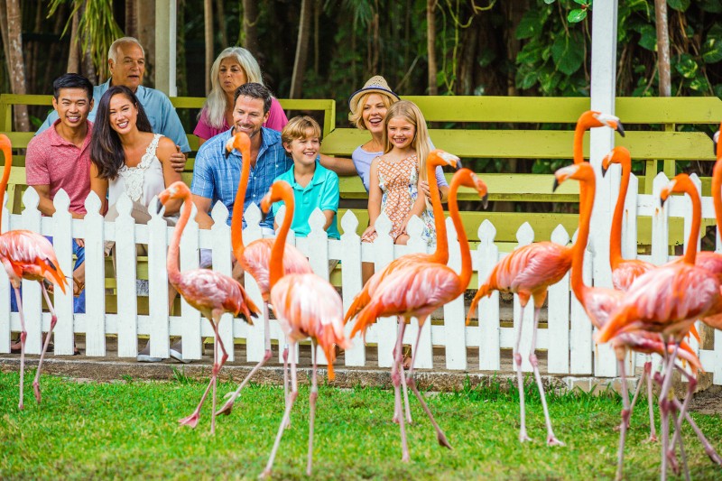 Ardastra Gardens & Zoo is a family-friendly outing in Nassau Paradise Island