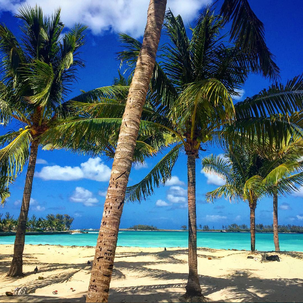 Tropical palm trees on the beach in The Bahamas.