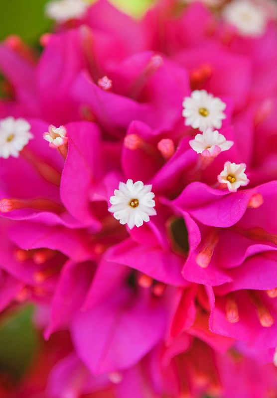 Close up photo of a beautiful pink flower