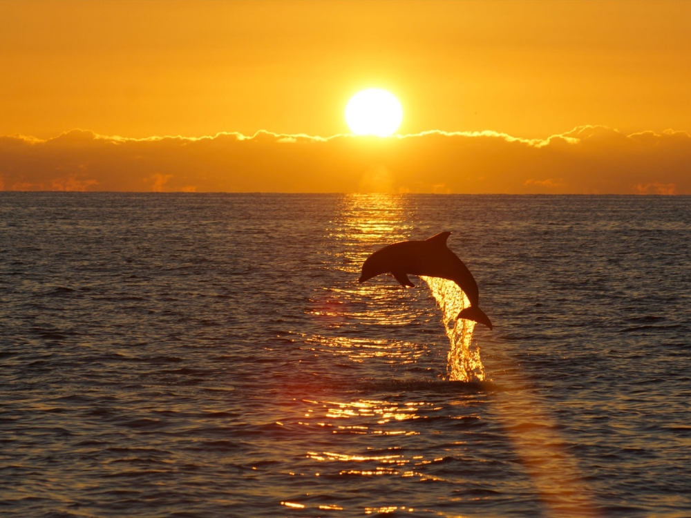 PARADISE ISLAND SUNSET DINNER CRUISE