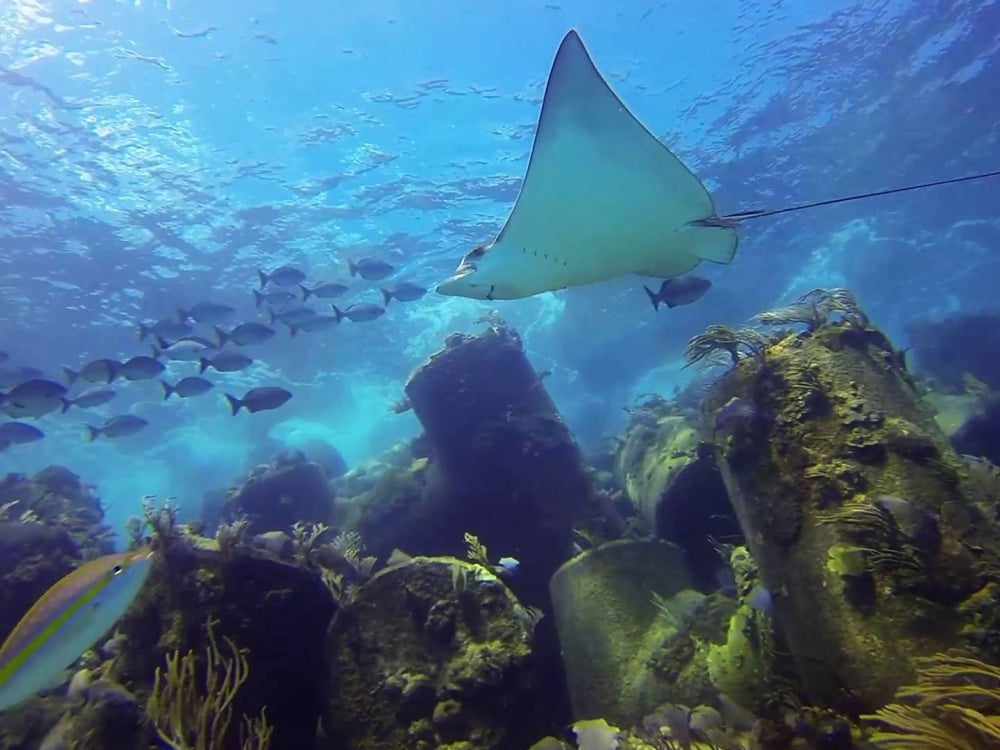 BAHAMA DIVERS