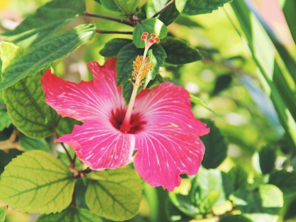 Bahamas National Flower | Best Flower Site