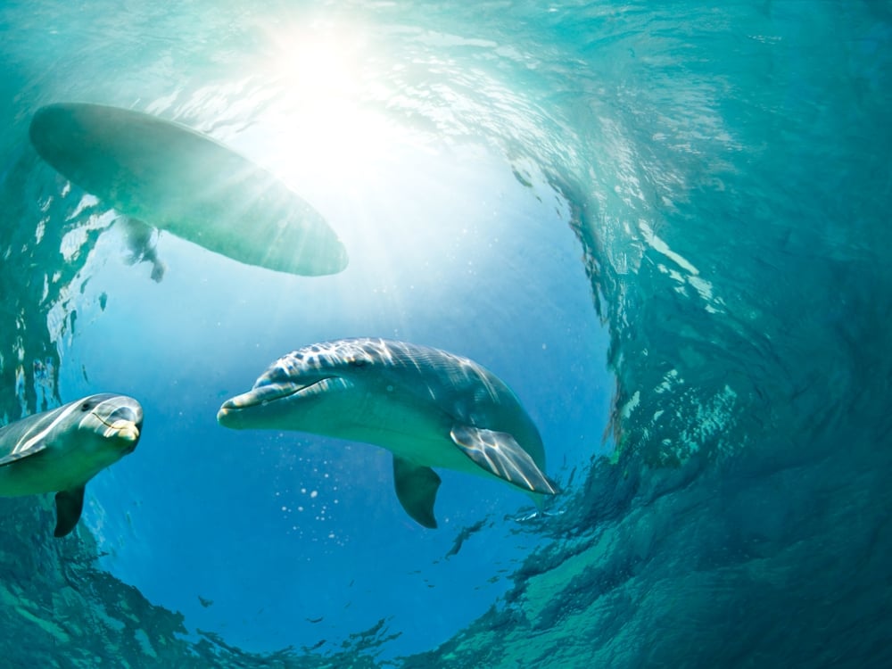 An underwater photo of two dolphins swimming underneath a paddleboard.