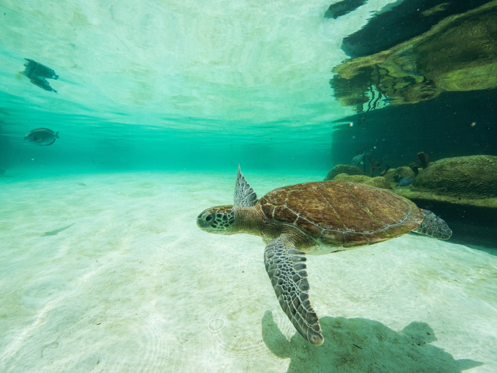 A turtle swimming underwater