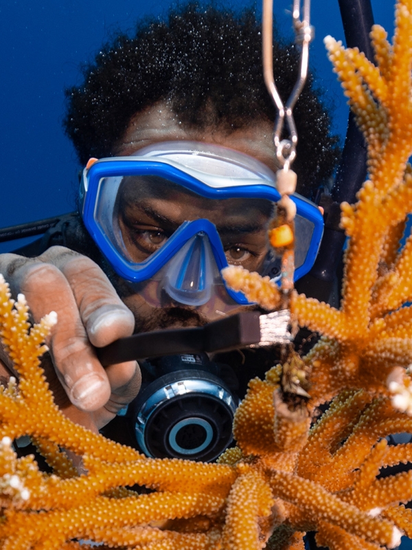 man scuba diving and cleaning a reef plant