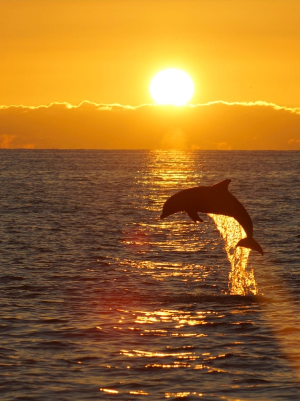 Dolphin jumping up over sunset